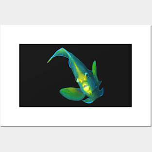 Angelfish | Posing against a black background | Posters and Art